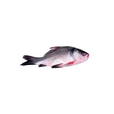 Fish (Catla)